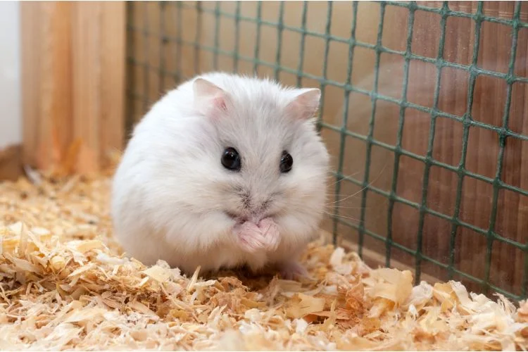 Hamster mignon